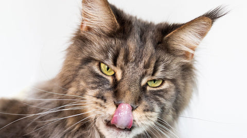 Kot maine coon oblizuje się