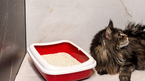 Kot maine coon leży obok kuwety z jasnym żwirkiem