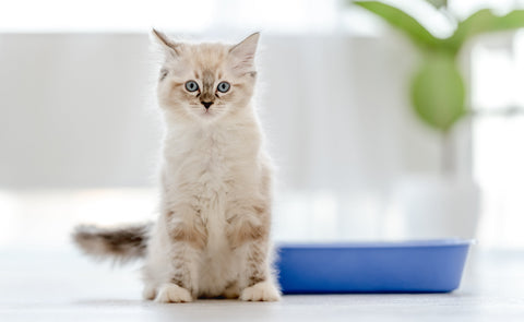 Why Does Your Cat Eliminate Outside the Litter Box? Common Causes and Proven Solutions