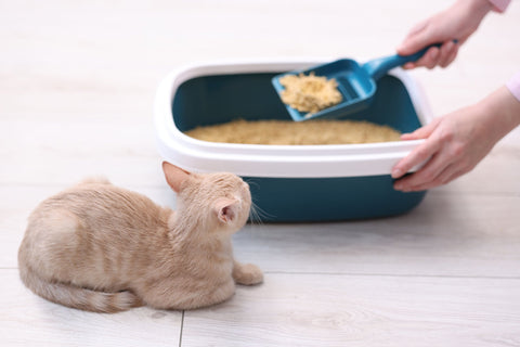 How Often Should You Change Cat Litter? The Ultimate Guide for a Fresh Home